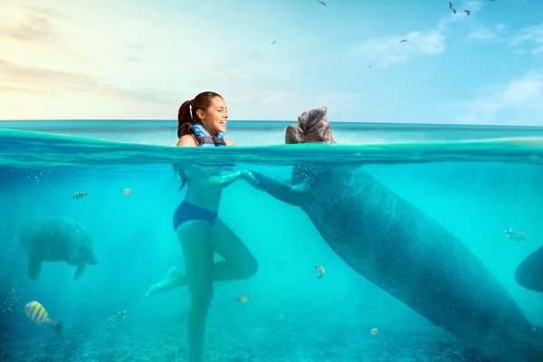 Dolphin Royal Connection - Puerto Aventuras