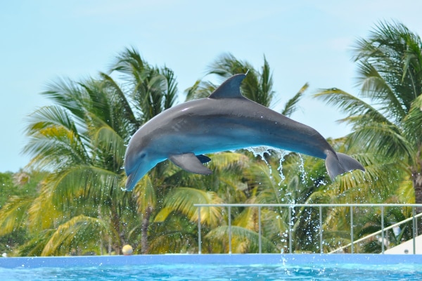 Dolphin Connection - Puerto Aventuras
