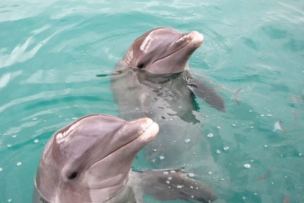 Dolphin Royal Connection - Puerto Aventuras