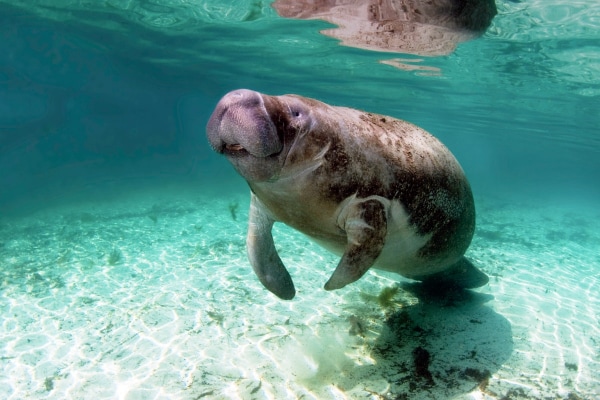 Dolphin Connection - Puerto Aventuras